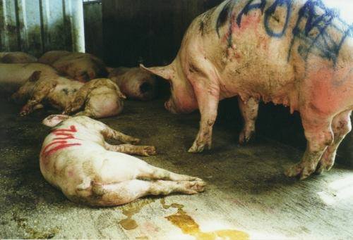 PIG - HUMANE