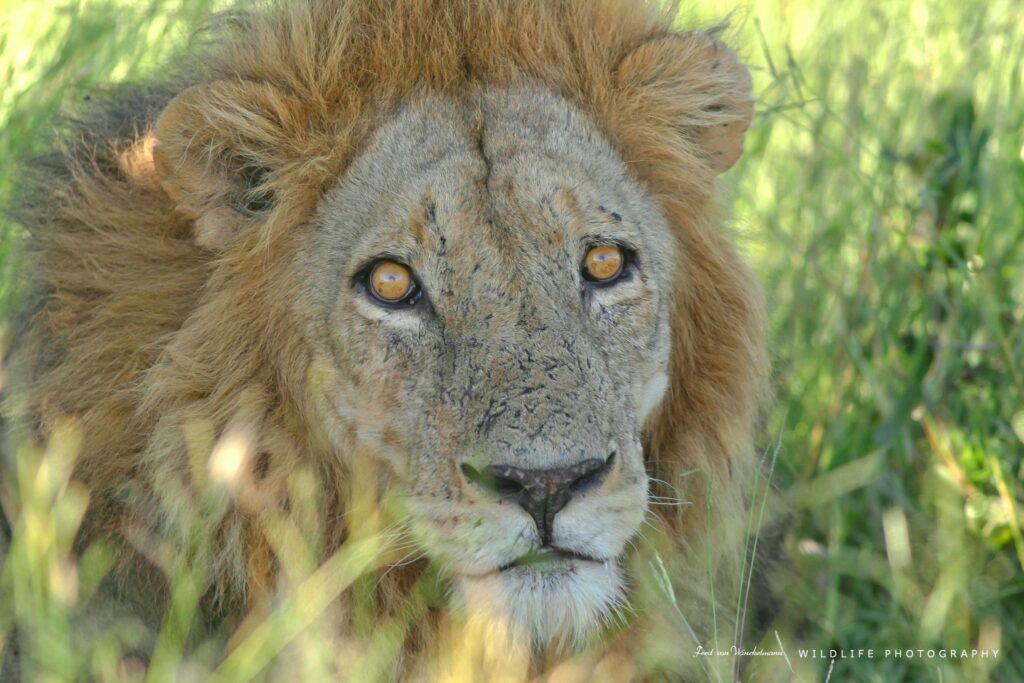 FRED - MALE CLOSE UP